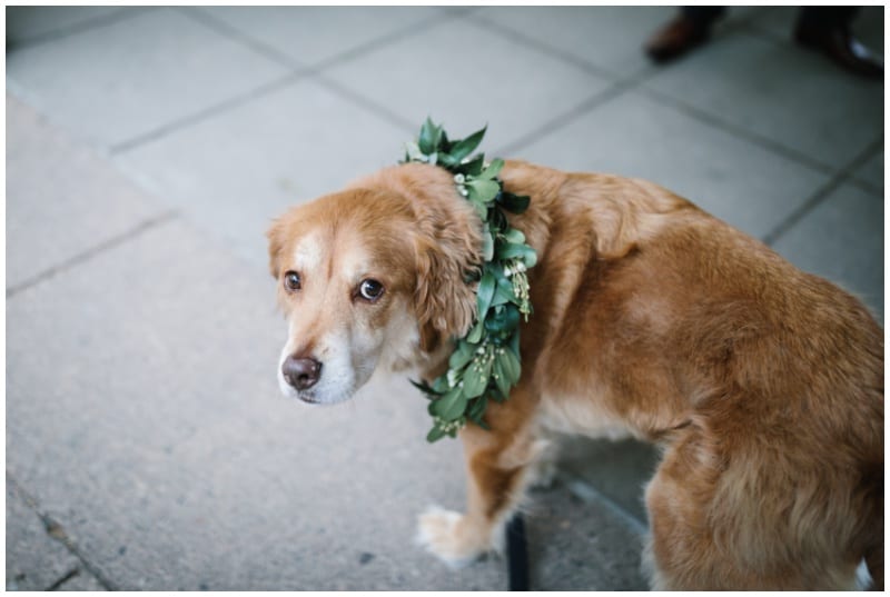 Aster Cafe, Shane Long Photography, Artemisia Studios, wedding florist, summer wedding, Minneapolis florist, Twin Cities wedding florist, summer wedding floral, dog floral collar